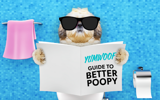 Coconut Oil for Dogs with Constipation: Does It Work?