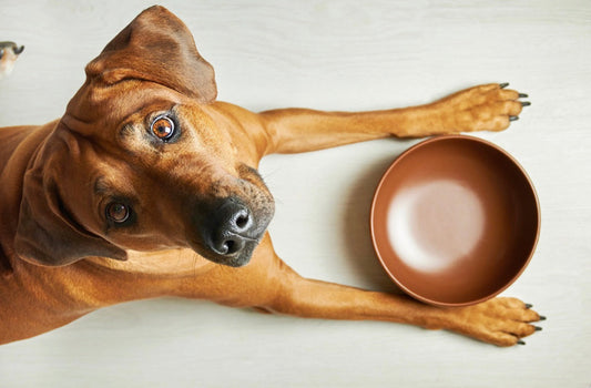 What Is A Dog Food Pantry? How Can I Donate Near Me?