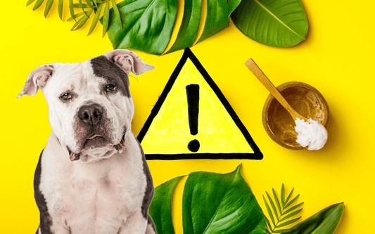 Is Coconut Oil Safe for Dogs? What Scientific Studies Say