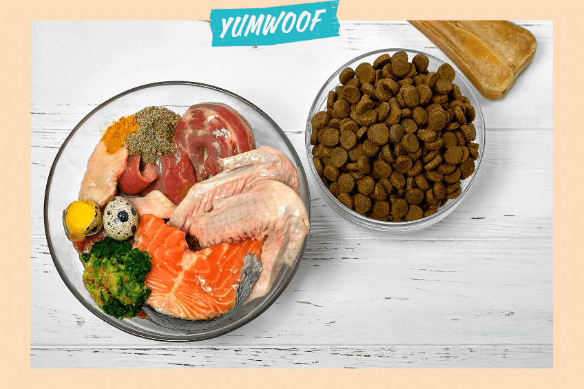Science Says Homemade Food Better for Dogs (But There's a Catch)