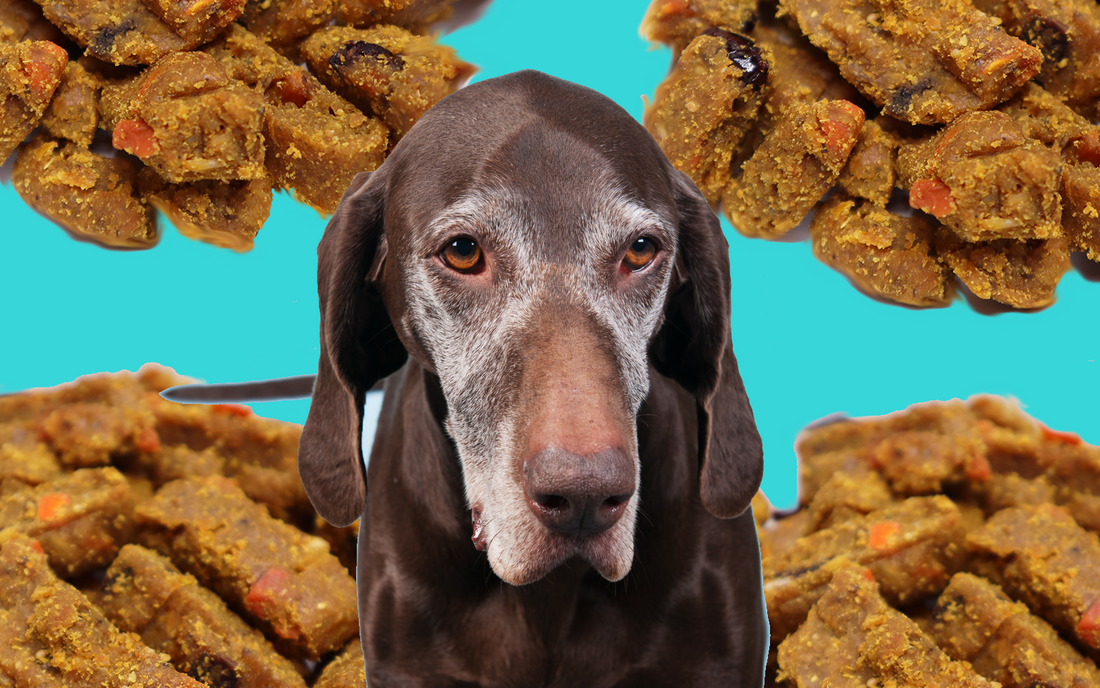 Semi-Moist Dog Food: Is It Right For Your Dog?