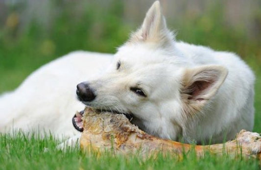 Is a Low Carb ‘Wolf Diet’ Right for Your Dog? [Science-Backed]