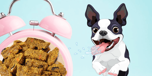 Intermittent Fasting for Dogs: Benefits and How to Start