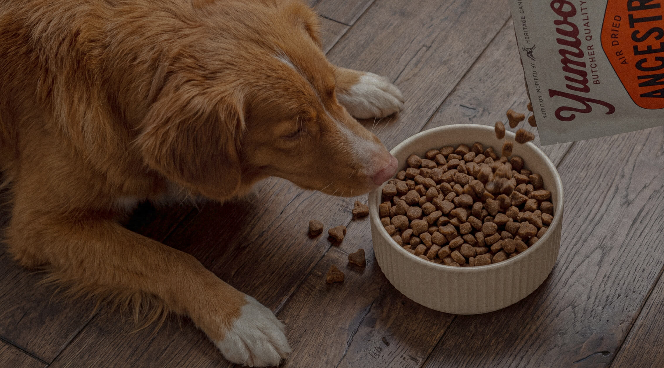 How dogs were meant to eat.